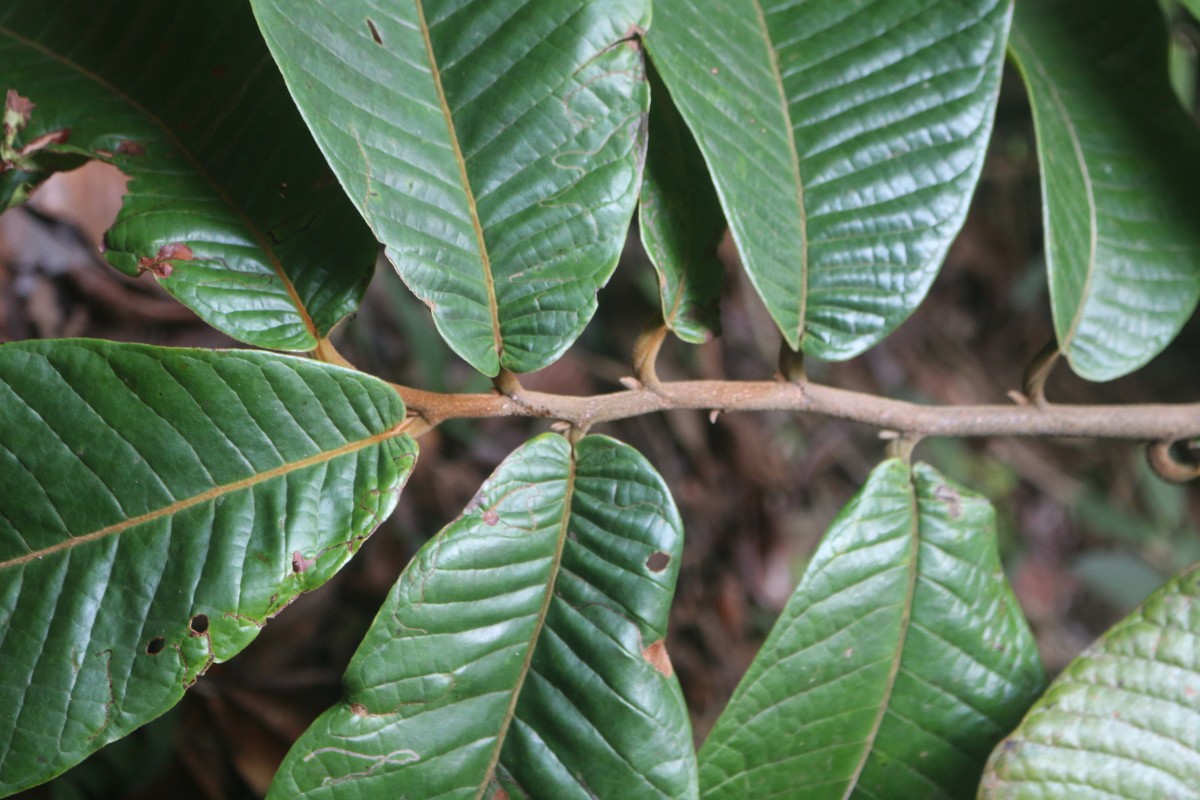 Uvaria semecarpifolia Hook.f. & Thomson